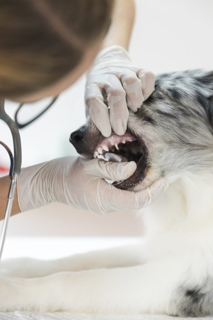 Köpeklerde Diş Eti Hastalıkları